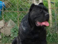 cane corso rustic type